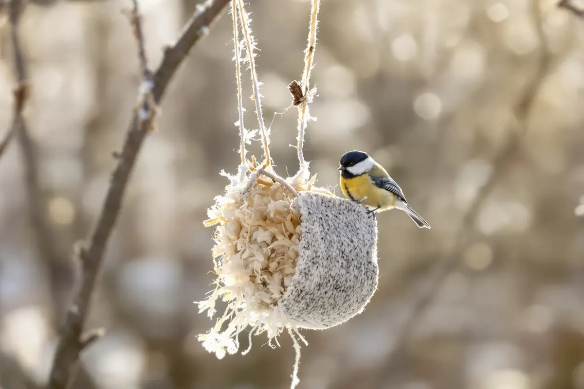 « Les oiseaux vont vous remercier : ce geste de 10 sec peut les sauver cet hiver »