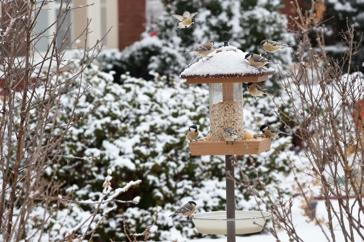 Pourquoi ces oiseaux risquent de mourir sans votre aide cet hiver