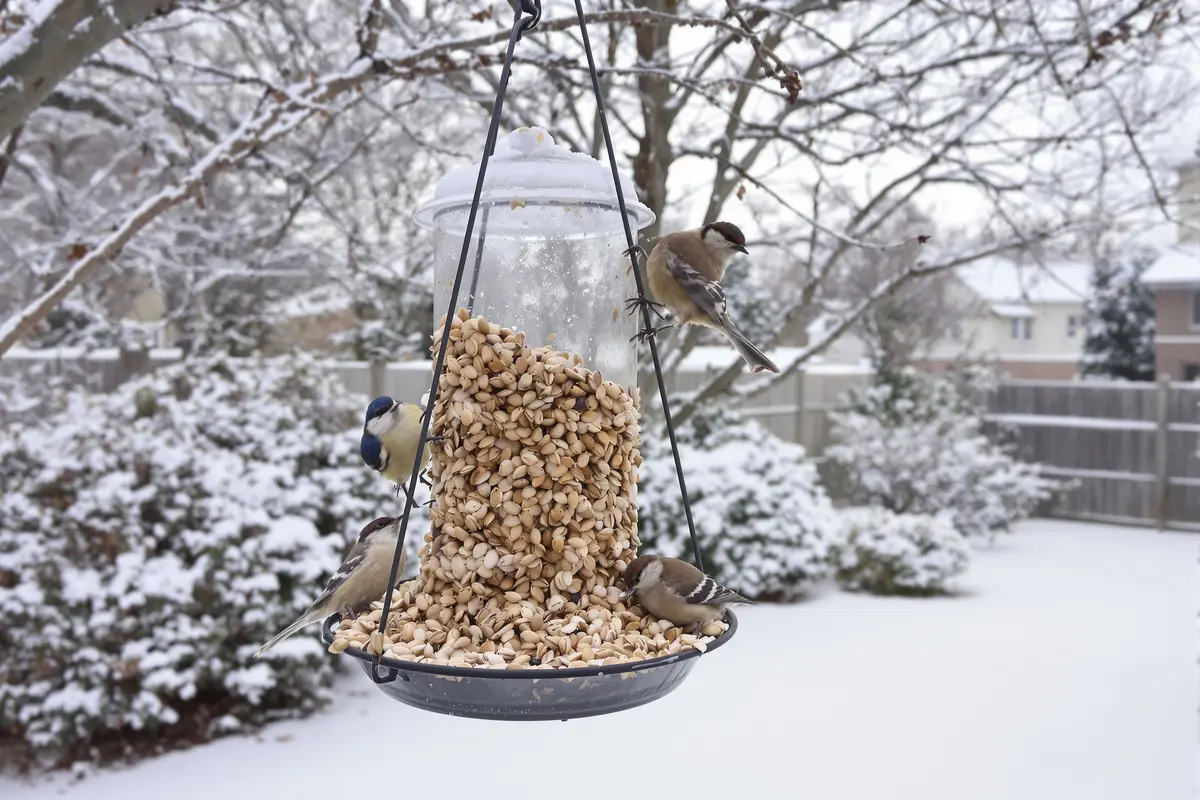 Vous nourrissez les oiseaux ? L’erreur courante qui les tue chaque hiver